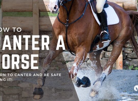 How to Canter a Horse: A Step-by-Step Guide