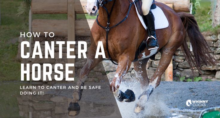 How to Canter a Horse: A Step-by-Step Guide