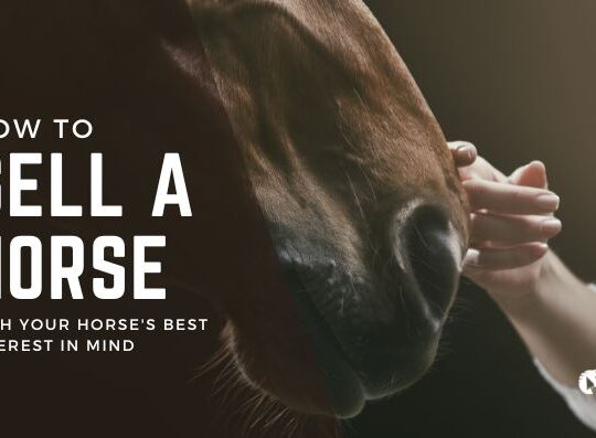 How to Sell a Horse Online – The Ultimate Guide