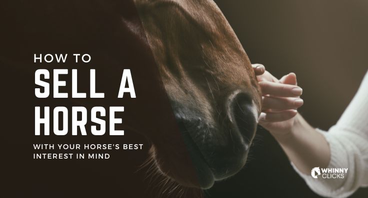 How to Sell a Horse Online – The Ultimate Guide