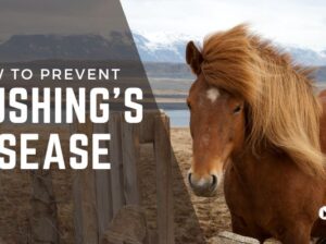 How to Prevent Cushing’s Disease in Horses