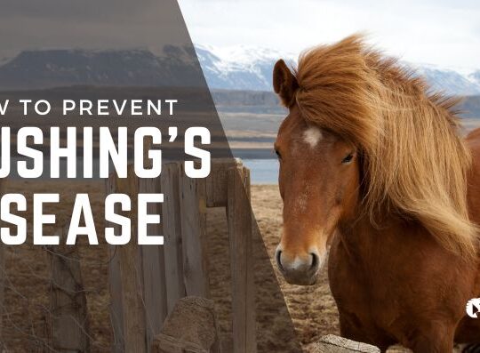 How to Prevent Cushing’s Disease in Horses