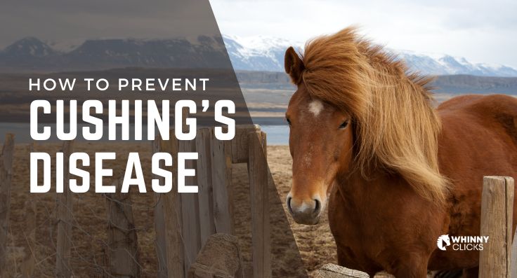 How to Prevent Cushing’s Disease in Horses