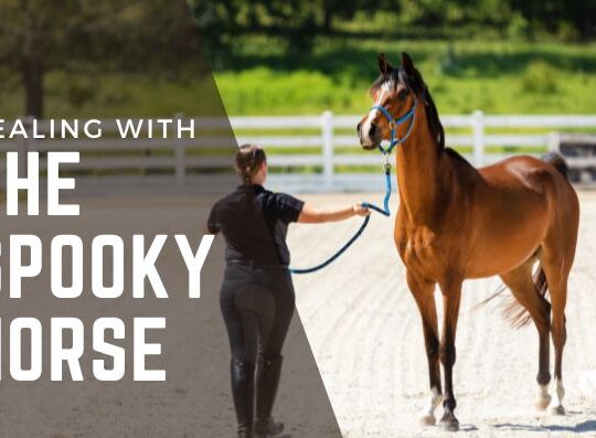 How Do I Deal with a Spooky Horse? A Step-by-Step Guide